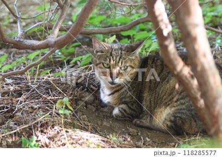 野良猫　柏尾川遊歩道 118285577