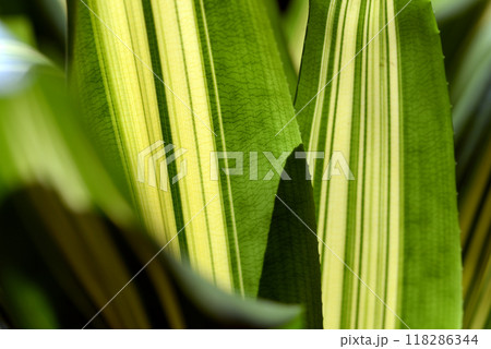 葉模様　自然の造形 118286344