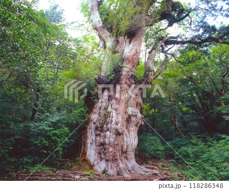 「世界自然遺産」屋久島、縄文杉/国指定特別天然記念物/鹿児島県熊毛郡屋久町 118286348