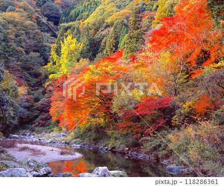 京都、高雄から保津峡へ抜ける清滝川沿岸にある「錦雲峡の紅葉」/東海自然歩道 京都、高雄から保津峡へ抜ける清滝川沿岸にある「錦雲峡の紅葉」/東海自然歩道 118286361