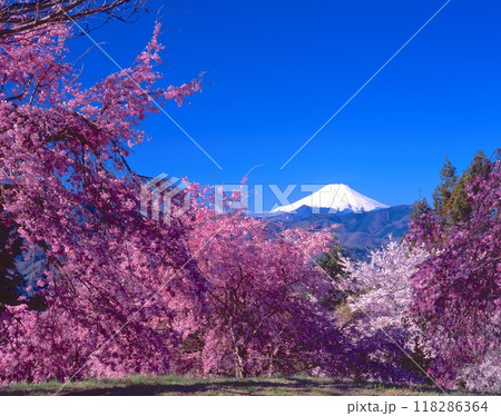 「世界文化遺産」富士山展望と紅枝垂れ桜 「世界文化遺産」富士山展望と紅枝垂れ桜 118286364