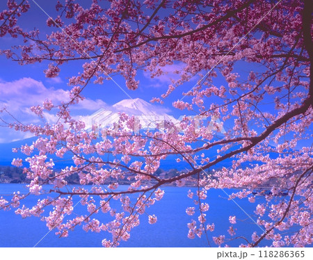 「世界文化遺産」富士山と山中湖の桜/「富士箱根伊豆国立公園」/山梨県南都留郡山中湖村 118286365