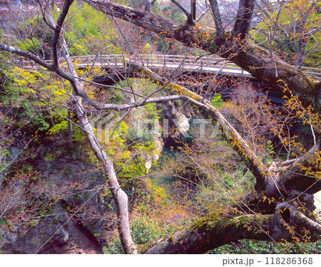 甲州街道にある「猿橋」と新緑/日本三奇橋/国指定名勝 118286368