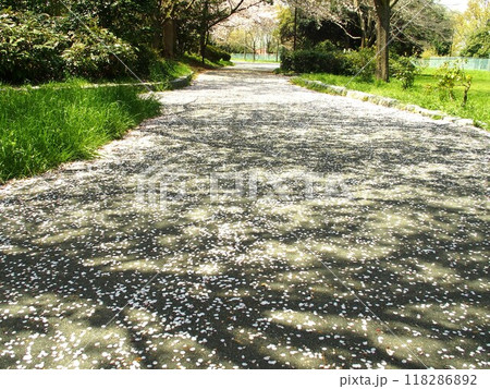 春の桜の花びら散る水元公園の遊歩道風景 118286892