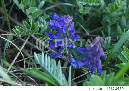 北海道利尻島で見た青色の花の花序が綺麗なヒロハクサフジ 北海道利尻島で見た青色の花の花序が綺麗なヒロハクサフジ 118286894