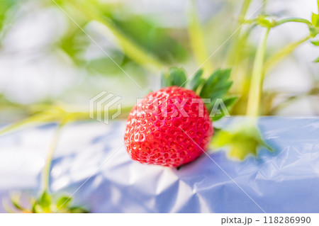 いちご狩り園のいちご 118286990