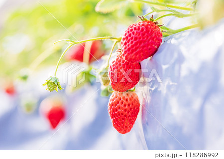 いちご狩り園のいちご 118286992