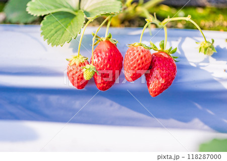 いちご狩り園のいちご 118287000