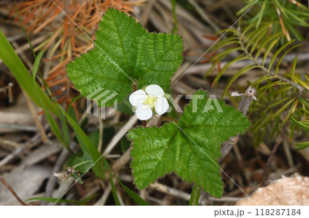 北海道利尻島の南浜湿原で見た二枚の掌状の葉の間から咲かせた白色の花弁が綺麗なホロムイイチゴ 118287184