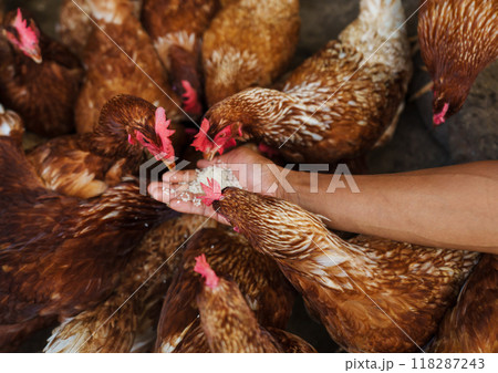 hand feeding brown chicken or hen lay eggs with rice grain in rural farm 118287243