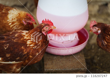 brown chicken drinking water from a feeder bucket in rural farm brown chicken drinking water from a feeder bucket in rural farm 118287247