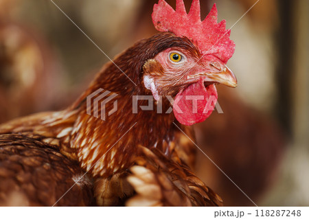 close up brown chicken or hen lay eggs in rural farm close up brown chicken or hen lay eggs in rural farm 118287248