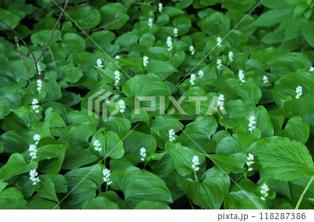 北海道利尻島で見た葉で覆われたその隙間から白色の花の花序が多数立っている姿が綺麗なマイヅルソウの群生 北海道利尻島で見た葉で覆われたその隙間から白色の花の花序が多数立っている姿が綺麗なマイヅルソウの群生 118287386