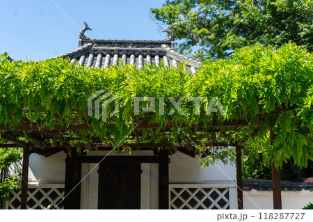 紫雲山 葛井寺 紫雲山 葛井寺 118287727
