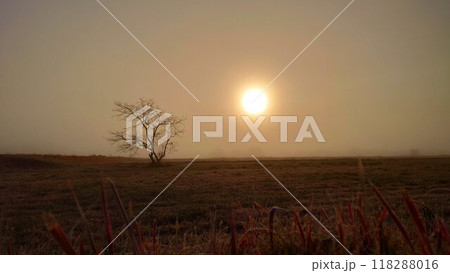 霧の中の太陽と木 霧の中の太陽と木 118288016