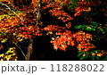 暗闇の浮かぶ紅葉 118288022