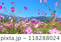 コスモスと山と青空 118288024