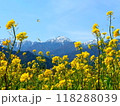 山と菜の花 118288039
