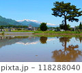 松の木と田んぼの水鏡 118288040