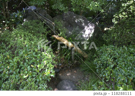 丈山苑　九月　日本庭園 118288111