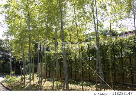 丈山苑　九月　日本庭園 118288147