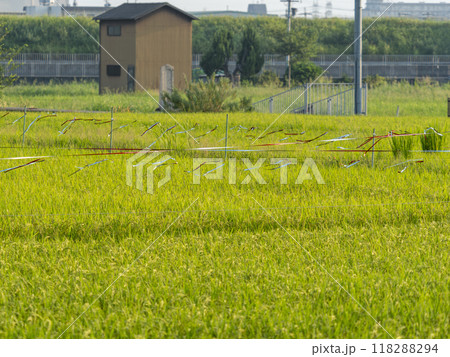 防鳥テープが張られた田んぼ 防鳥テープが張られた田んぼ 118288294