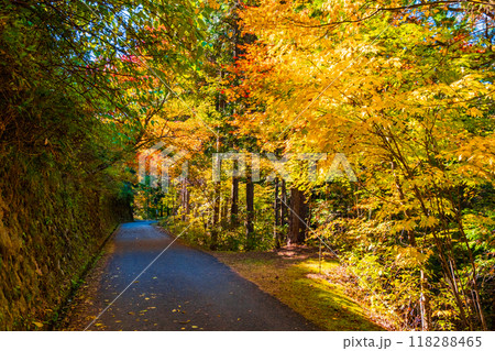 妻籠宿～馬籠宿トレイル（秋） 118288465