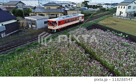 コスモス畑の中を走るディーゼルカー 118288547