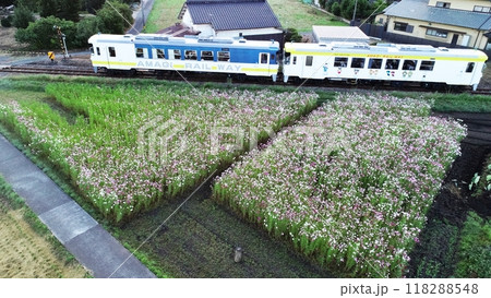 コスモス畑を走行するラッピング気動車 コスモス畑を走行するラッピング気動車 118288548