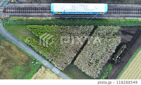 コスモス畑と気動車の真俯瞰空撮 コスモス畑と気動車の真俯瞰空撮 118288549