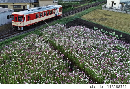 市街地の秋桜畑を走行するディーゼルカー 118288551