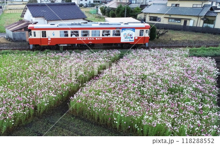 コスモス畑と広告付きの単行気動車 118288552