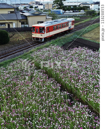 市街地のコスモス畑を走る気動車 市街地のコスモス畑を走る気動車 118288553
