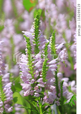 花虎の尾（ハナトラノオ）の花 118289119