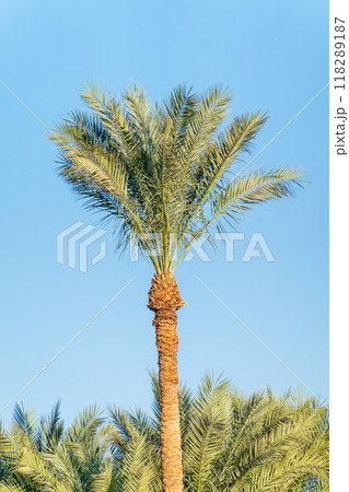 Palm tree with green leaves on blue background 118289187