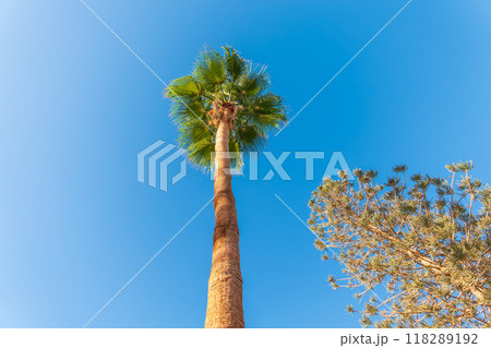 Palm tree with green leaves on blue background 118289192