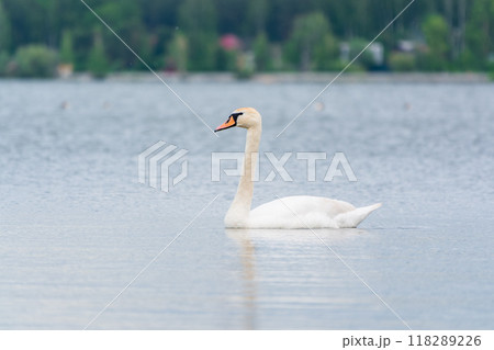 Graceful white Swan swimming in the lake, swans in the wild. Portrait of a white swan swimming on a lake. Graceful white Swan swimming in the lake, swans in the wild. Portrait of a white swan swimming on a lake. 118289226