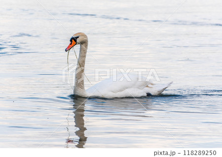 Graceful white Swan swimming in the lake, swans in the wild. Portrait of a white swan swimming on a lake. Graceful white Swan swimming in the lake, swans in the wild. Portrait of a white swan swimming on a lake. 118289250
