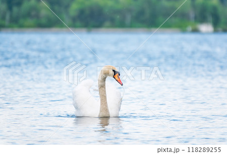 Graceful white Swan swimming in the lake, swans in the wild. Portrait of a white swan swimming on a lake. 118289255