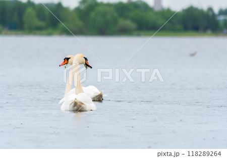 Two Graceful white Swans swimming in the lake, swans in the wild 118289264