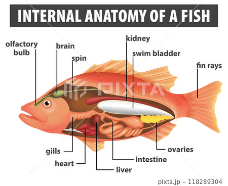 Internal Anatomy of a Fish Internal Anatomy of a Fish 118289304