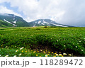 旭岳　お花畑 118289472