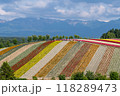 色彩の丘 118289473
