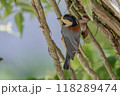 枝にとまるヤマガラ 118289474