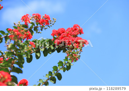赤いサルスベリの花と果実　　 118289579