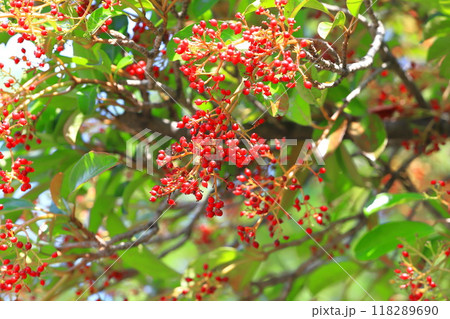 たくさん実をつけた珊瑚樹(サンゴジュ) たくさん実をつけた珊瑚樹(サンゴジュ) 118289690