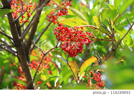 たくさん実をつけた珊瑚樹（サンゴジュ） 118289691