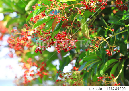 たくさん実をつけた珊瑚樹（サンゴジュ） 118289693