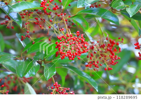 たくさん実をつけた珊瑚樹（サンゴジュ） 118289695