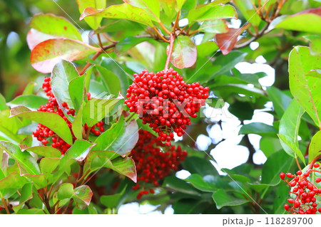 たくさん実をつけた珊瑚樹(サンゴジュ) たくさん実をつけた珊瑚樹(サンゴジュ) 118289700